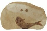 Jurassic Fossil Fish (Hulettia) - Cowley, Wyoming #189068-1